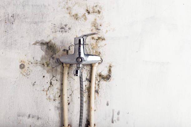 Best Best Mold Removal Companies  in Bronson, MI