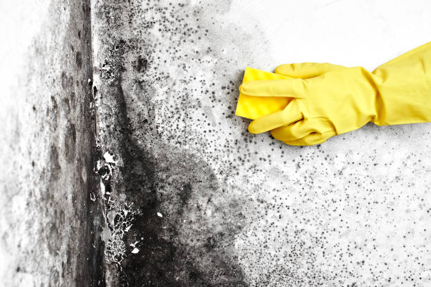 Best Mold Damage Repair  in Bronson, MI