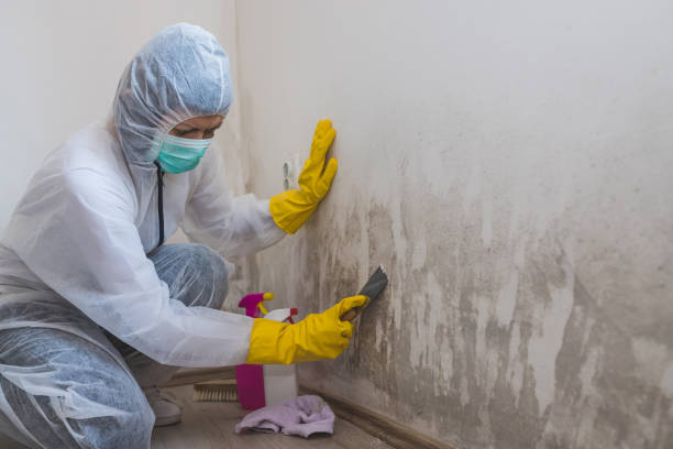 Best Attic Mold Removal  in Bronson, MI