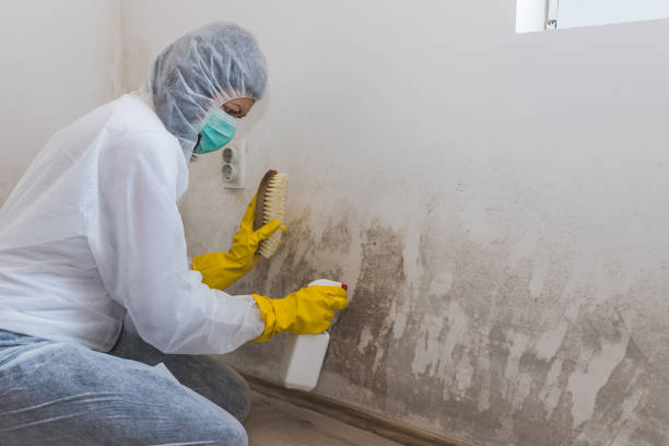 Best Mold Remediation  in Bronson, MI