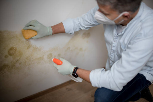 Best Black Mold Removal  in Bronson, MI
