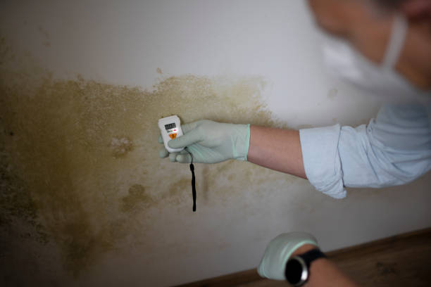 Best Toxic Mold Removal  in Bronson, MI