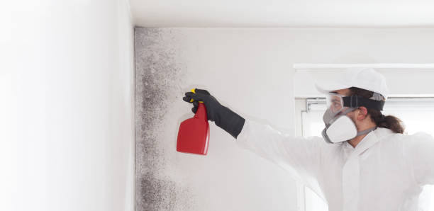 Best Commercial Mold Removal  in Bronson, MI