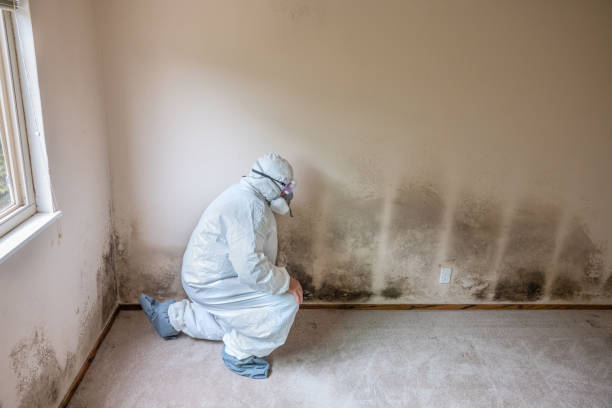 Best Mold Cleaning Services  in Bronson, MI