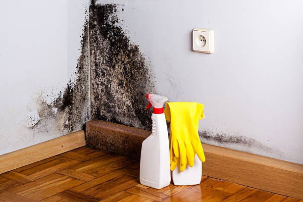 Best Fast Mold Removal  in Bronson, MI