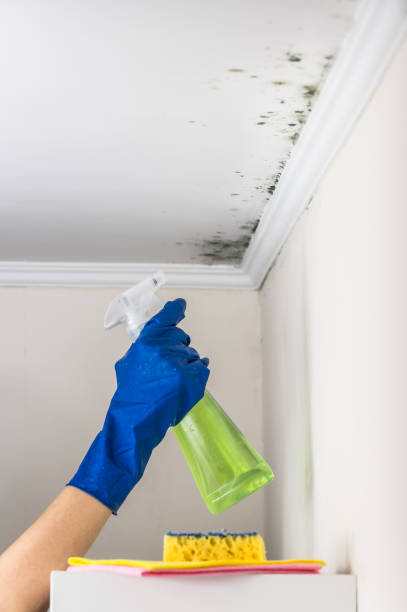 Mold Testing and Removal in Bronson, MI